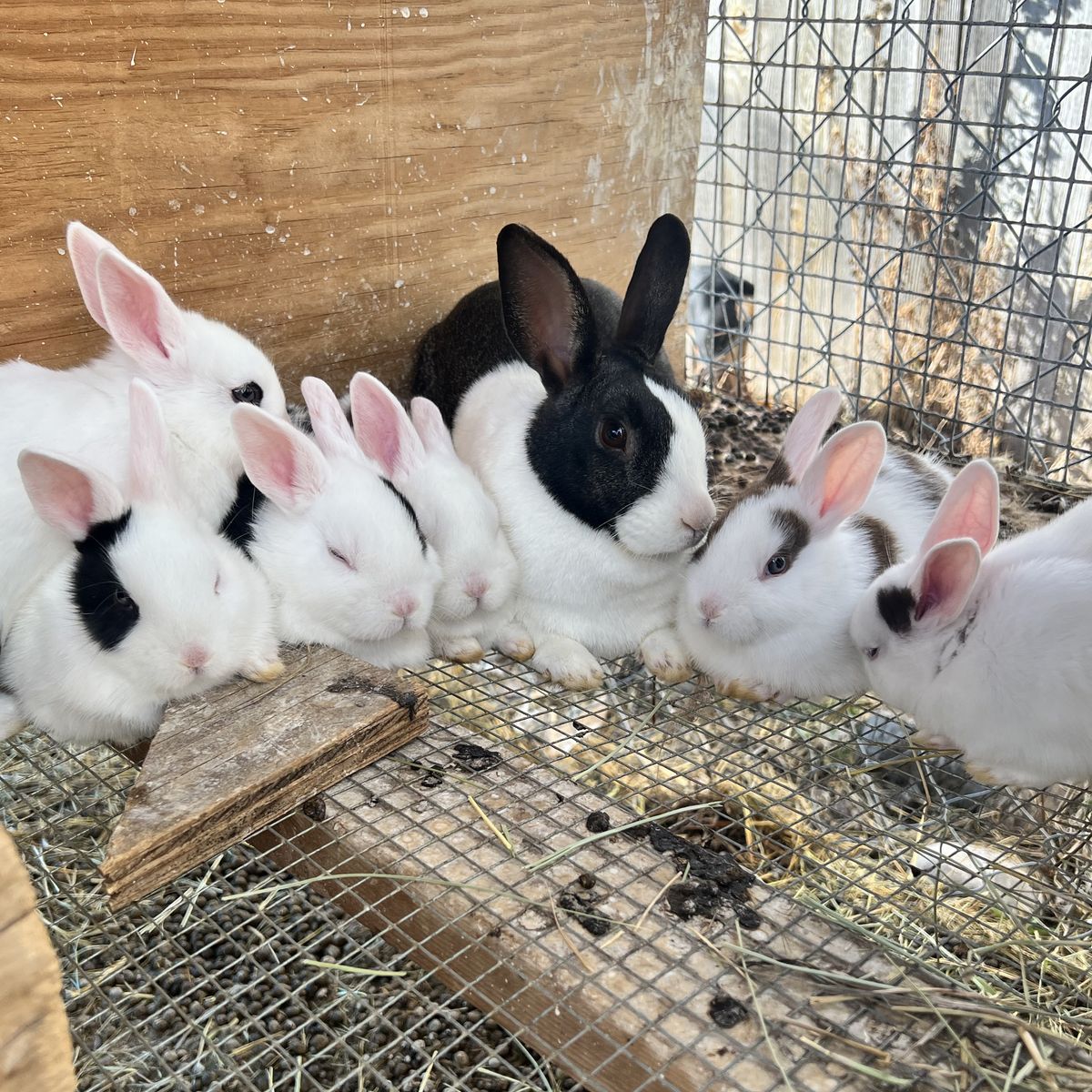 Dutch Rabbit Babies