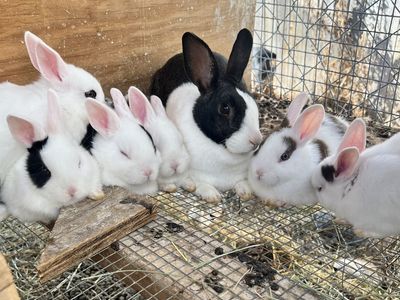 Dutch Rabbit Babies