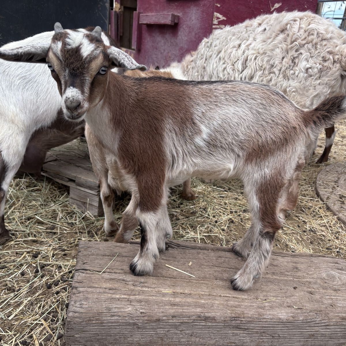 Nigerian Dwarf Bottle Baby buckling/wether