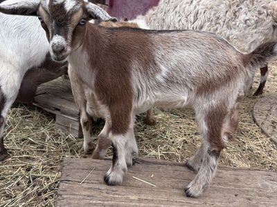Nigerian Dwarf Bottle Baby buckling/wether