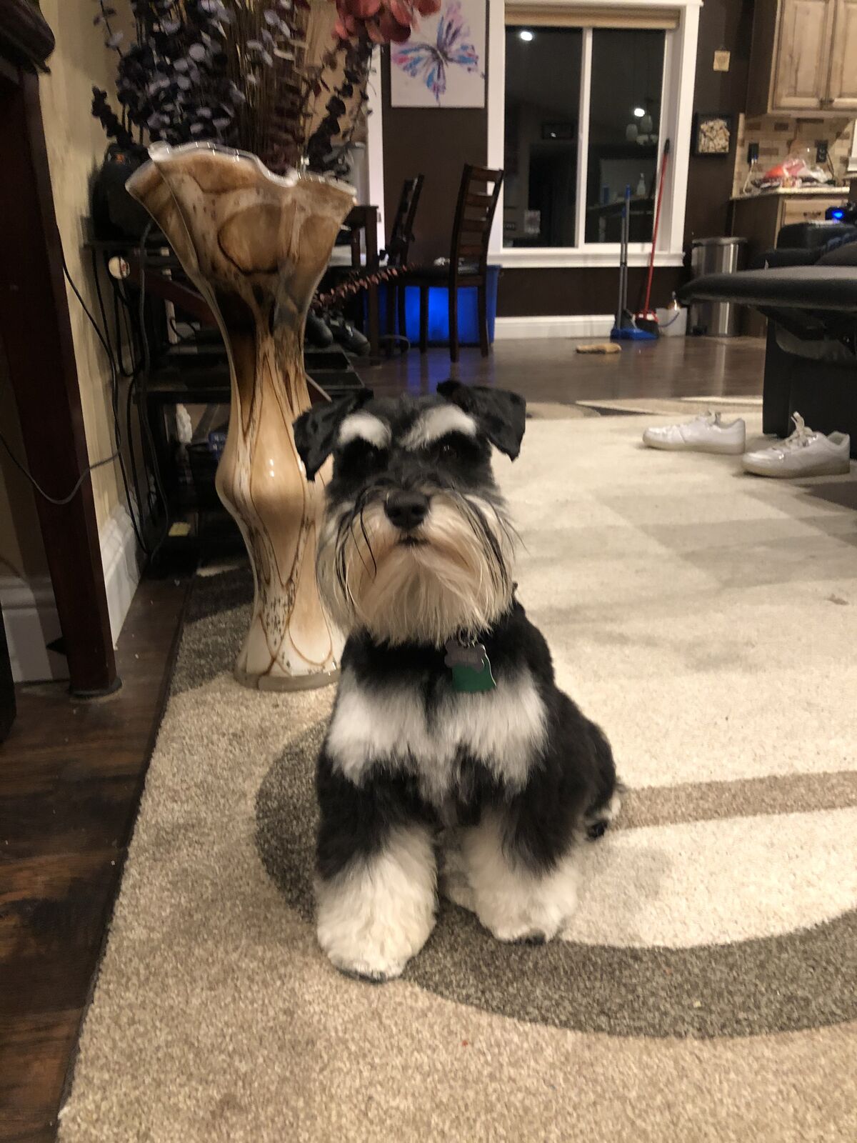 Akc Stud Mini Schnauzer