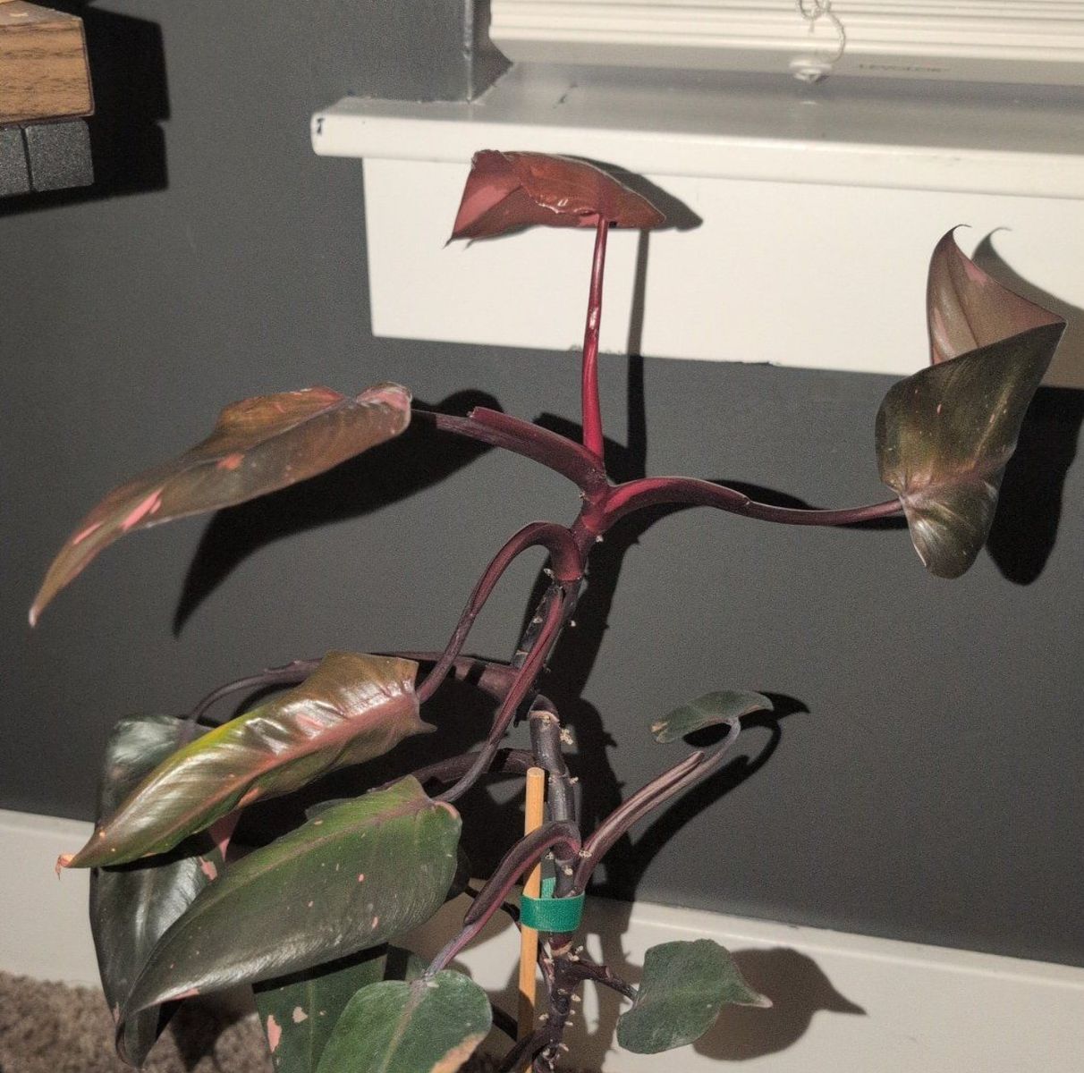 Pink Princess Philodendron