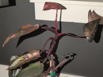 Pink Princess Philodendron