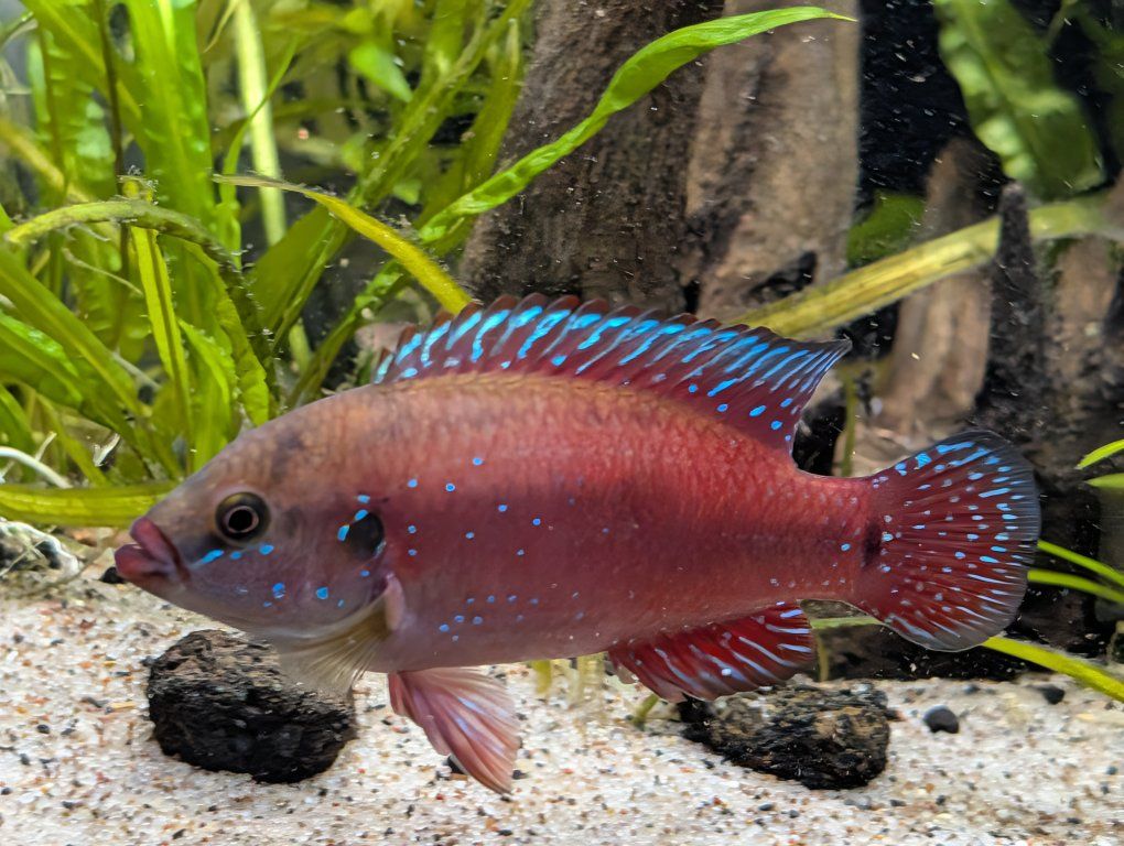 Red Jewel African Cichlids
