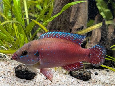 Red Jewel African Cichlids