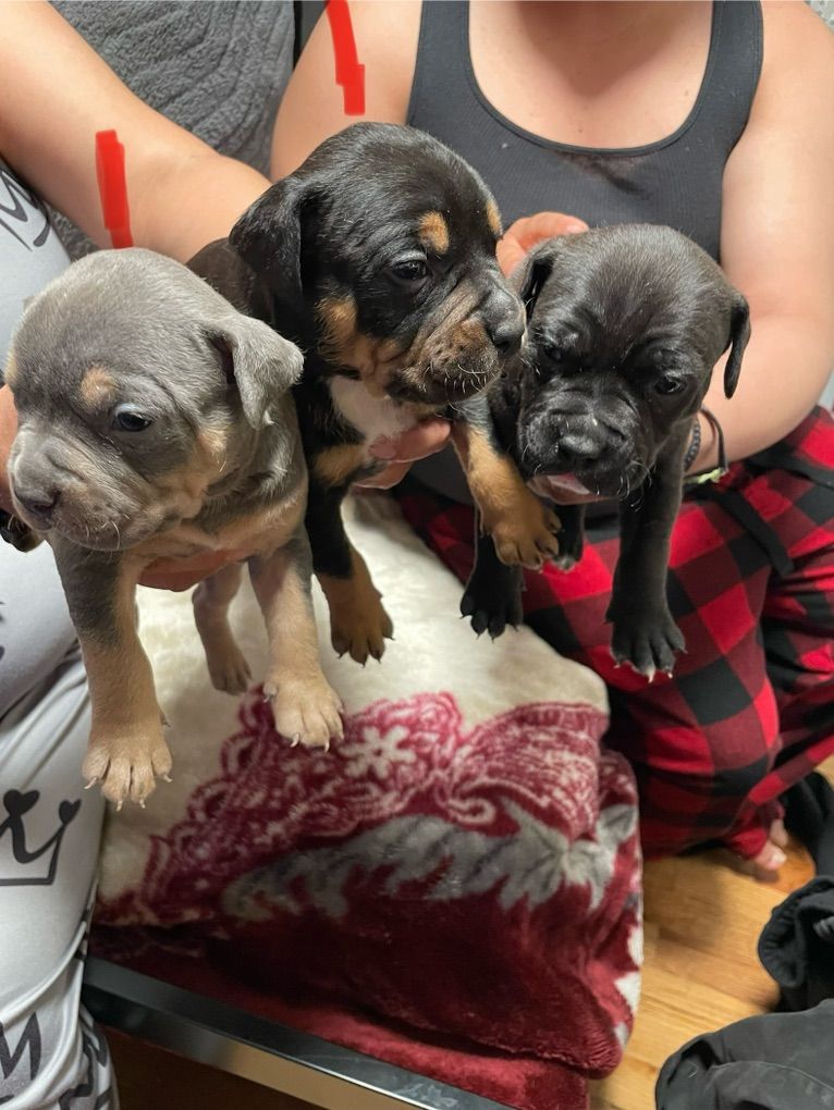 tri-color American Bullys