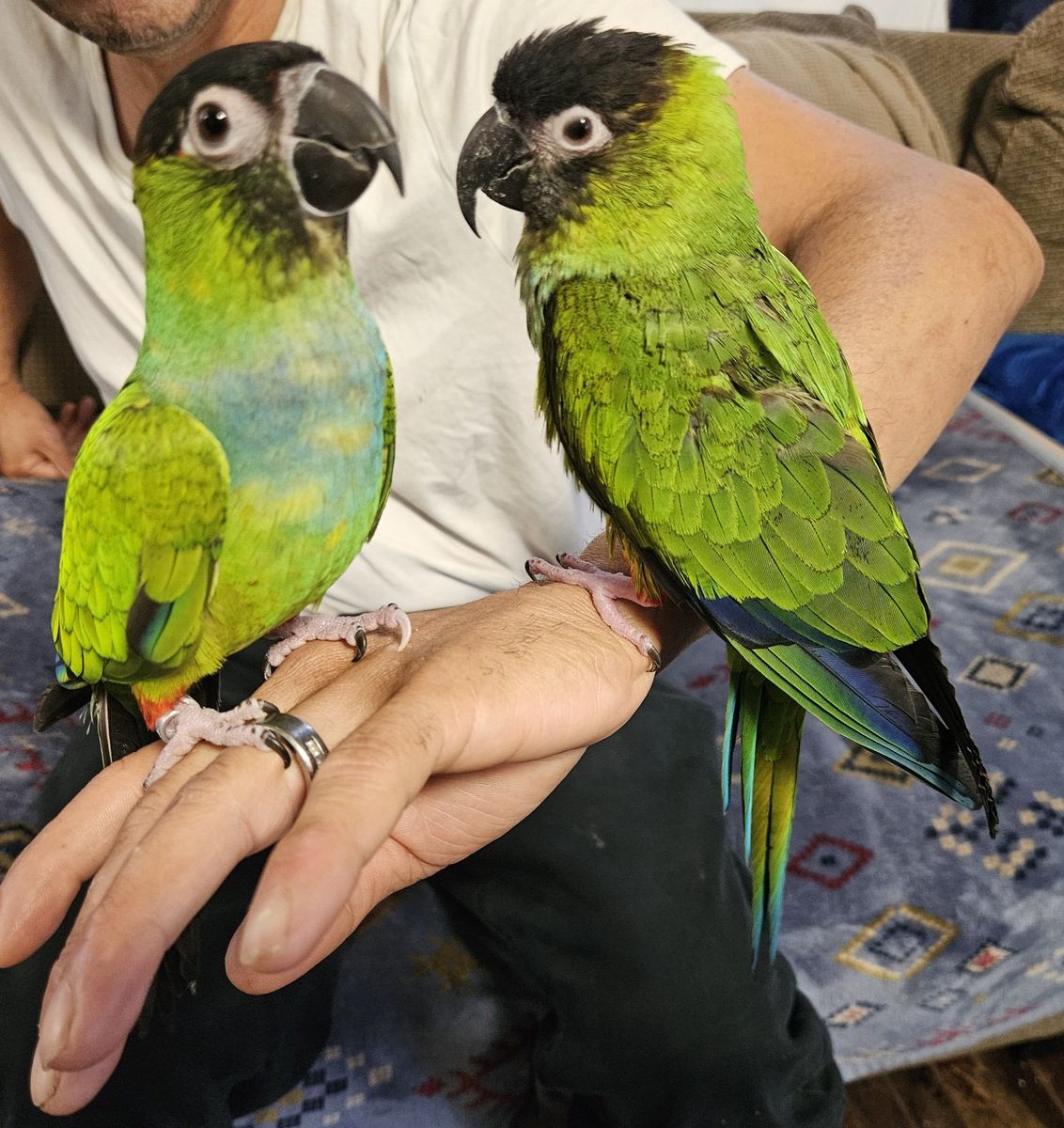 Nanday Conure Pair with Cage