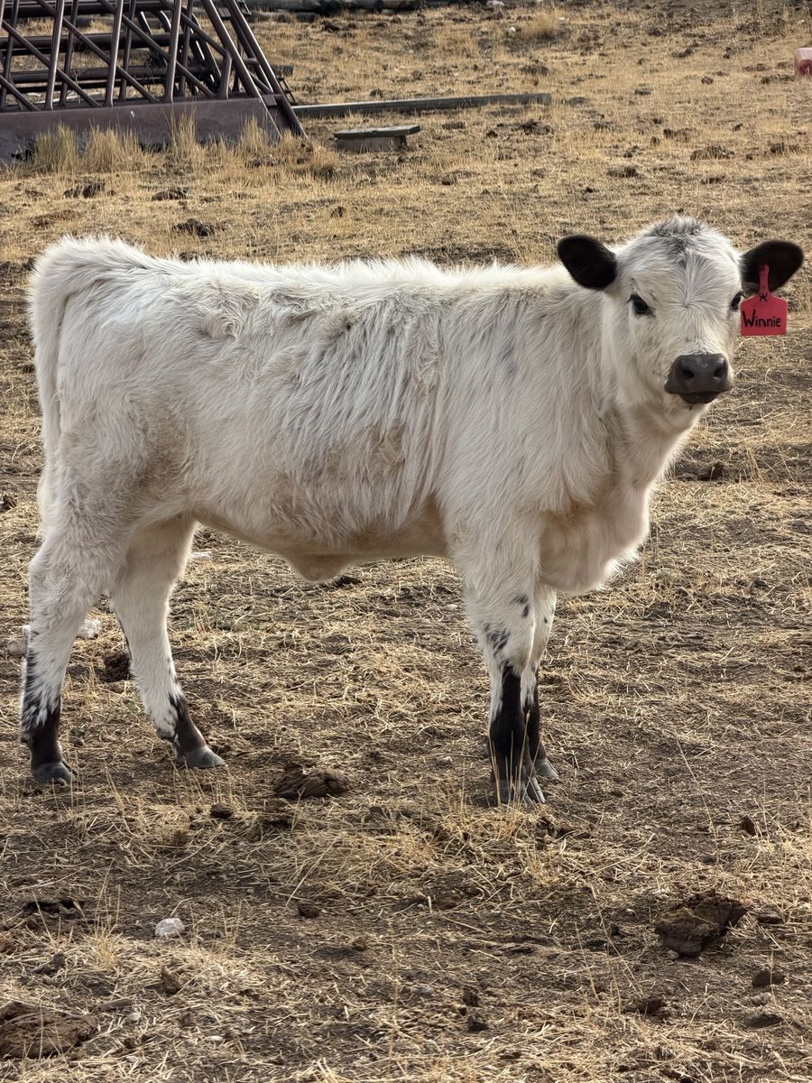 Highland Dexter Bull calf