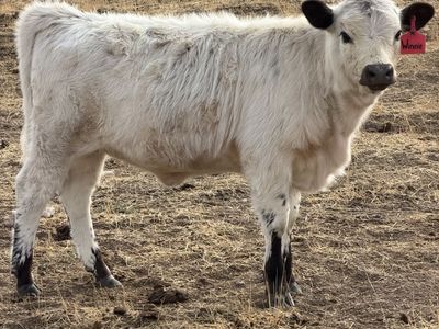 Highland Dexter Bull calf