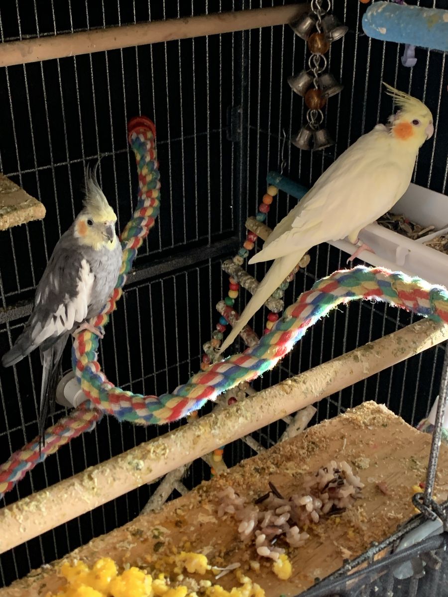 Cockatiel for sale
