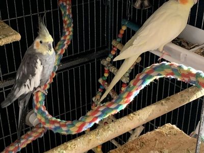 Cockatiel for sale