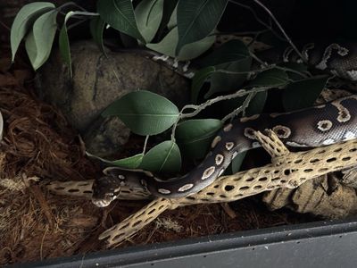 Ball Python
