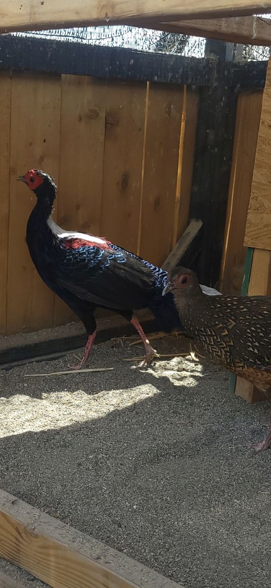 Swinhoe Pheasant pair