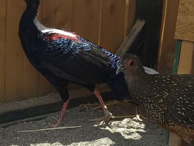 Swinhoe Pheasant pair
