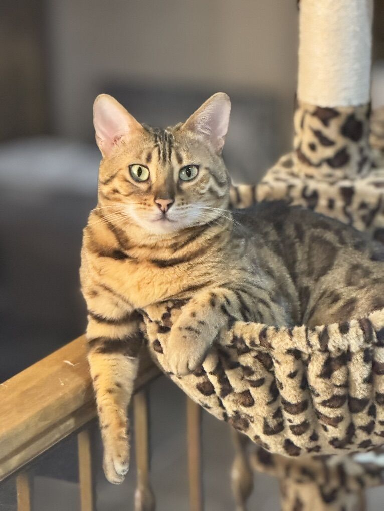 Bengal Cat (female)