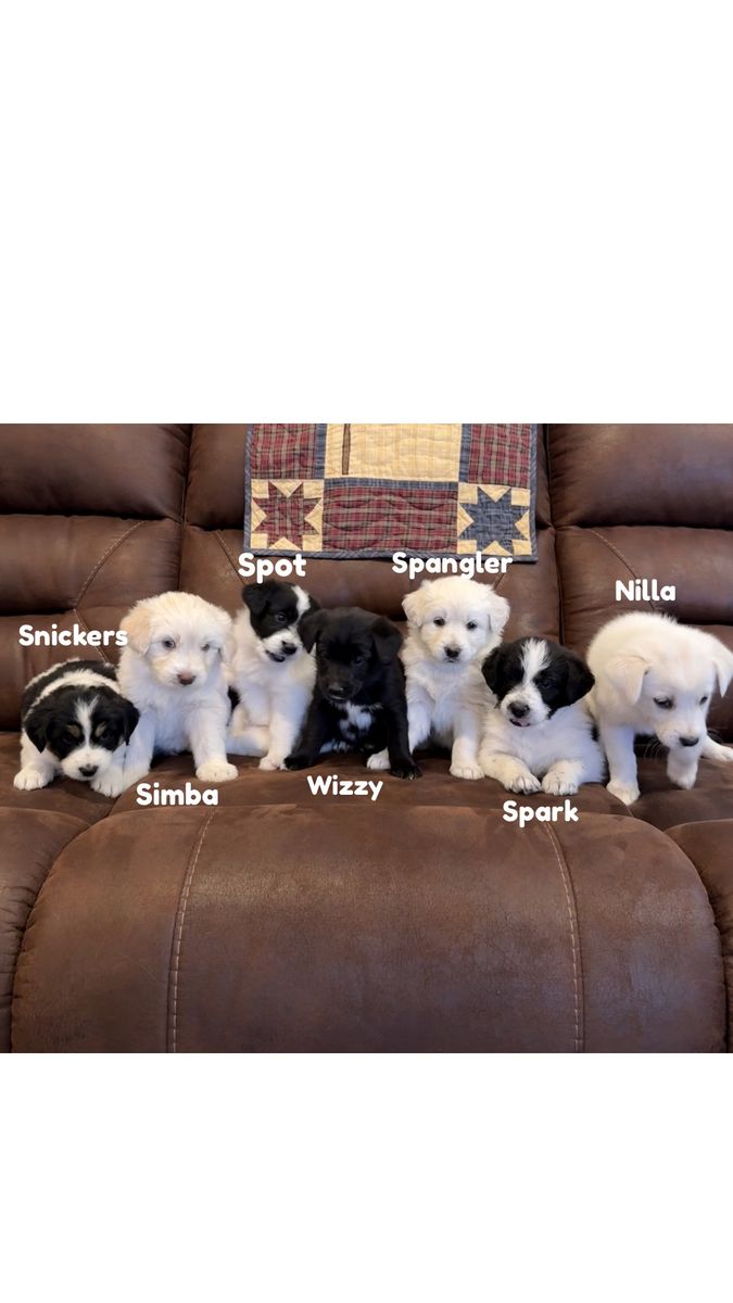 Pomski Doodle Puppies