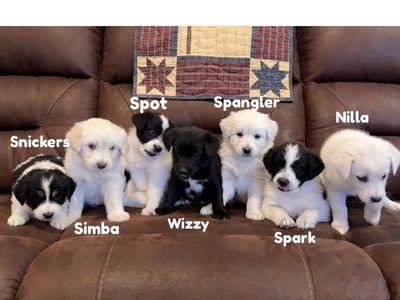 Pomski Doodle Puppies