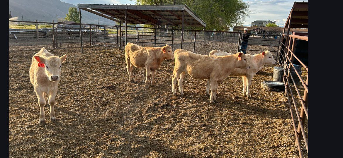 Charolais Cross Calves