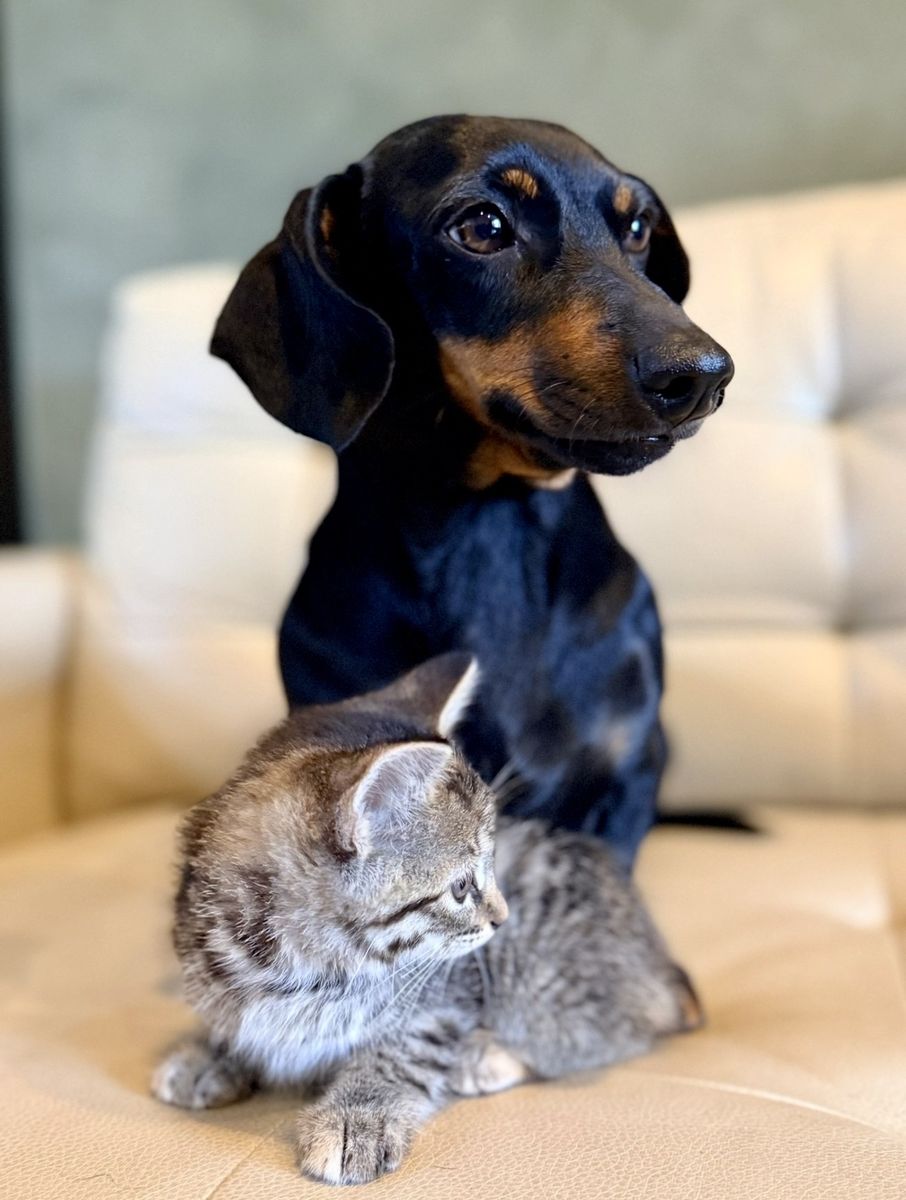 Mini Dachshund – Fully Vetted & Amazing with Kids/Cats!