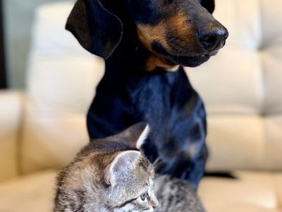 Mini Dachshund – Fully Vetted & Amazing with Kids/Cats!