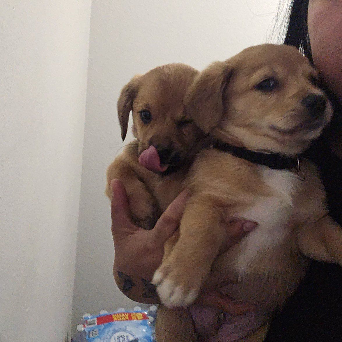 corgi chiweenie puppies