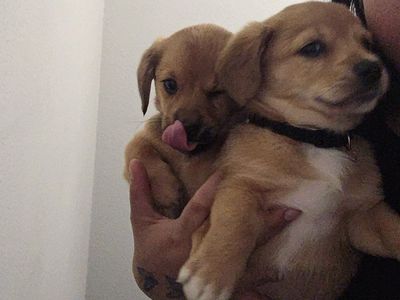 corgi chiweenie puppies