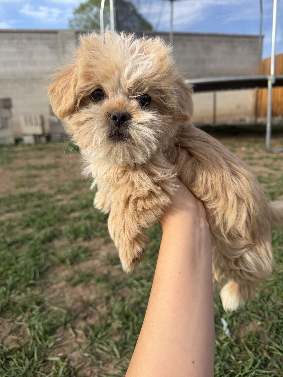 Female Shih Tzu Puppies