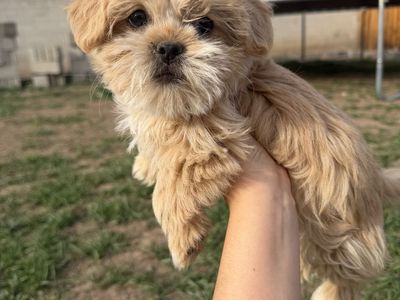 Female Shih Tzu Puppies