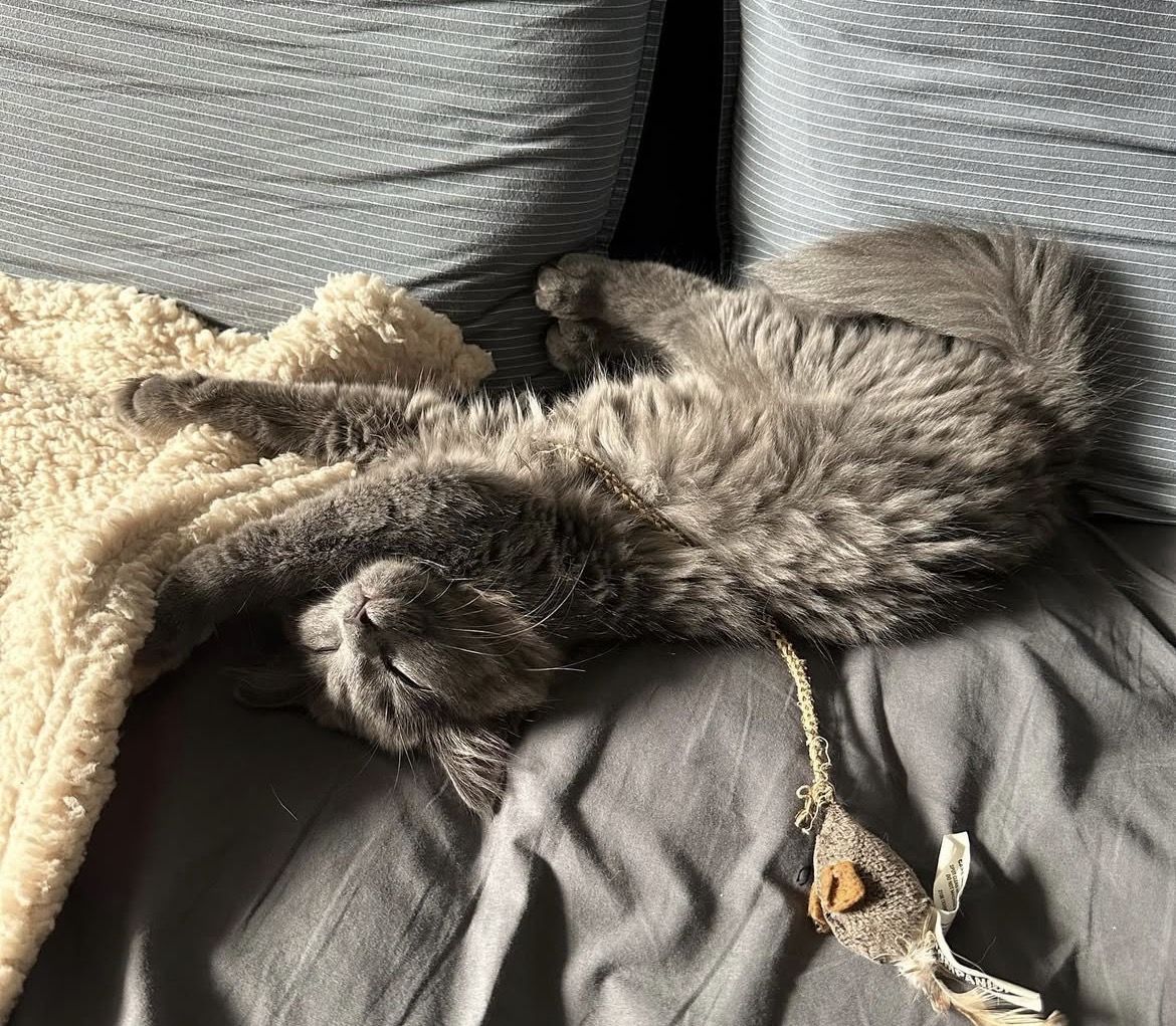 Russian X Ragdoll Male Considered Hypoallergenic!