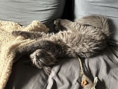 Russian X Ragdoll Male Considered Hypoallergenic!