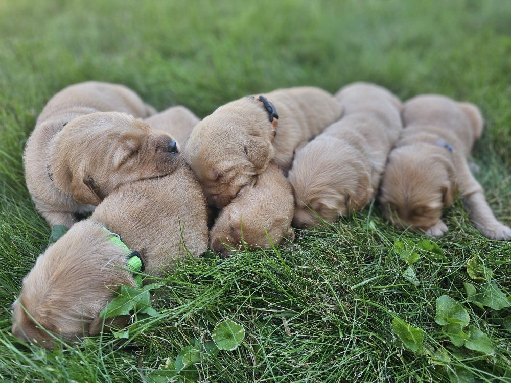 AKC Golden Retriever Puppies
