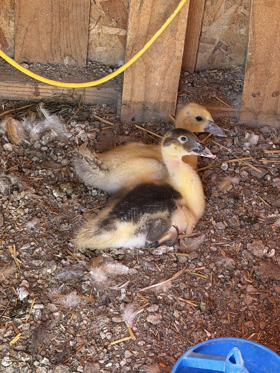 Special need duckling muscovy free