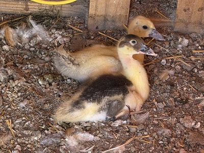 Special need duckling muscovy free