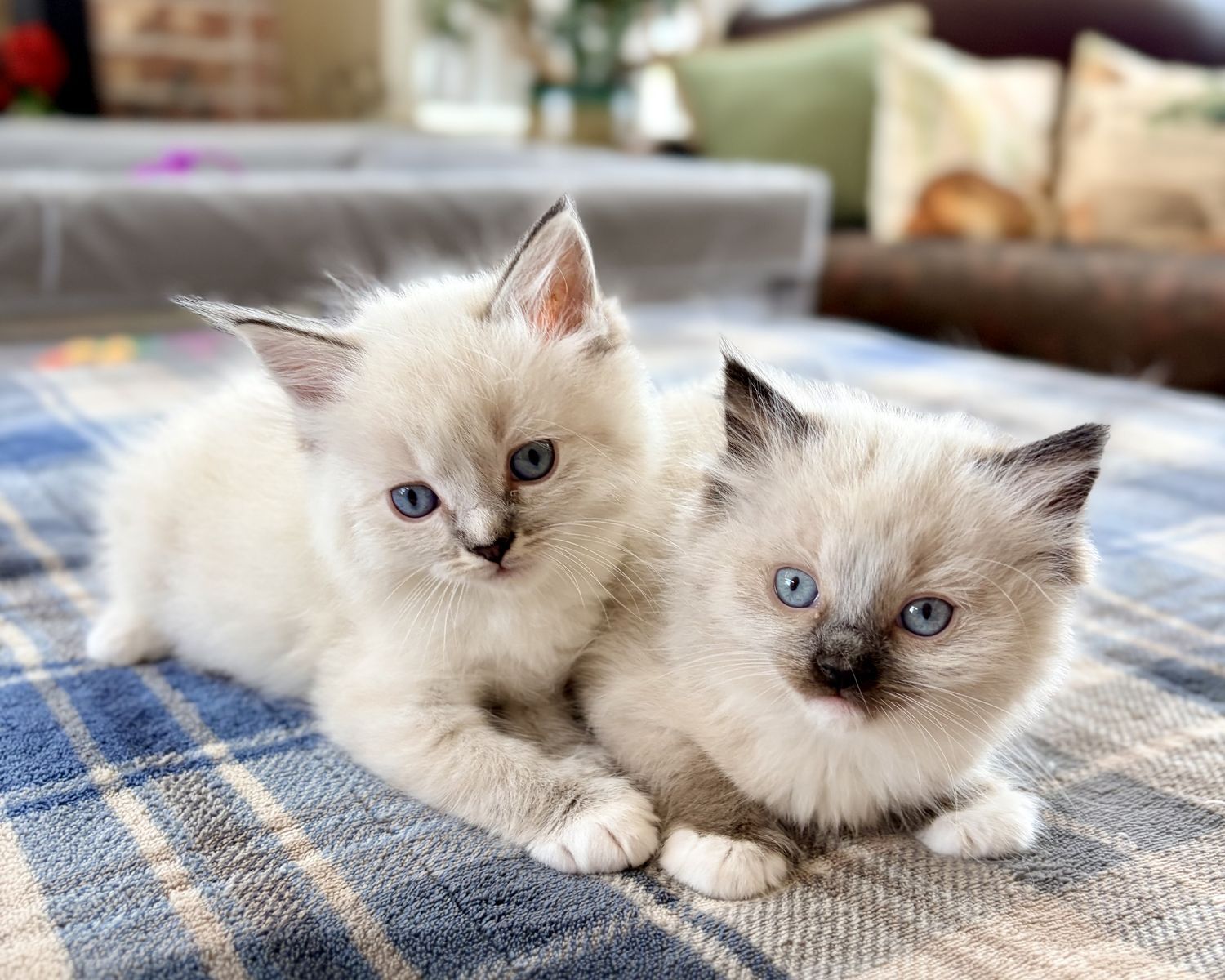 New Litter of Ragdoll Kittens