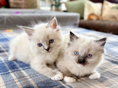 New Litter of Ragdoll Kittens