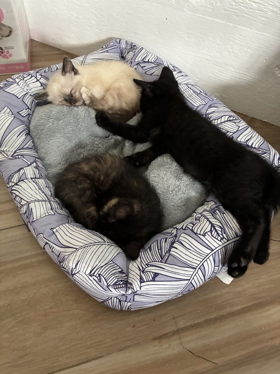 6/7 week old Kittens