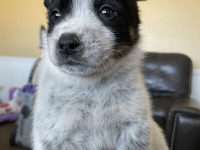 Blue Heeler Pups