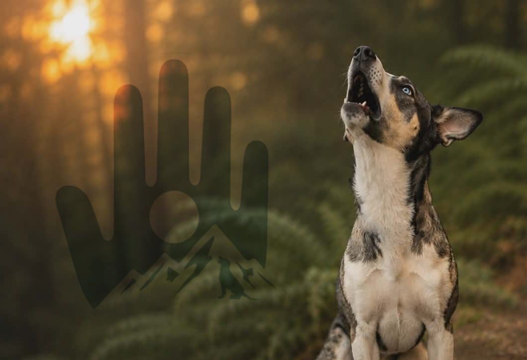 Wolfdog rehome