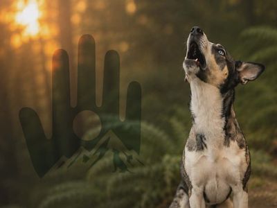 Wolfdog rehome