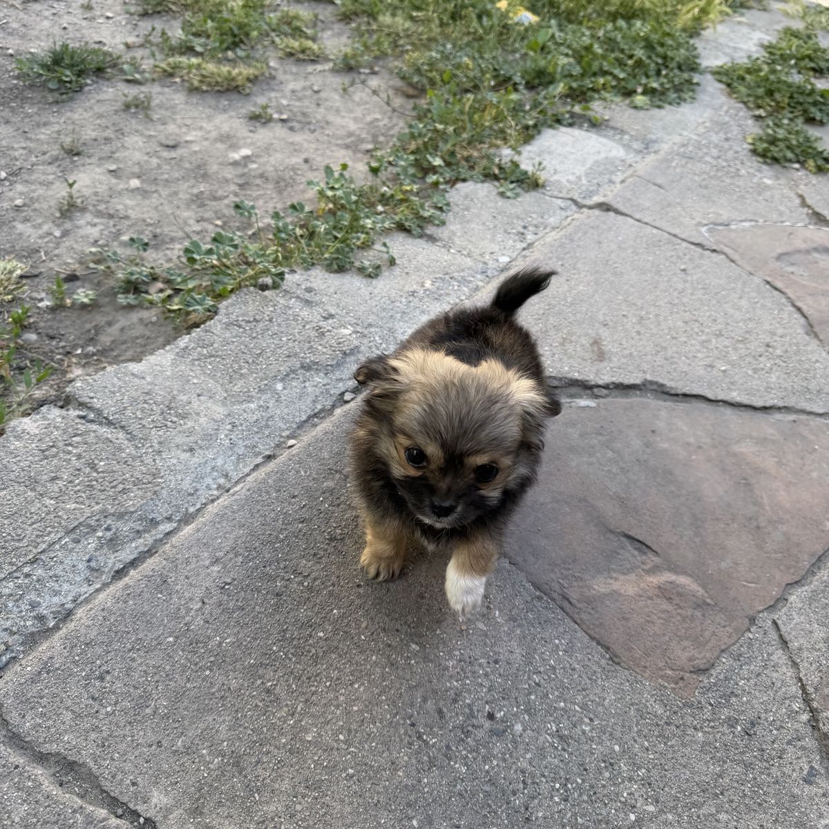 Adorable 8 week old Long Hair Chihuahua Puppy!
