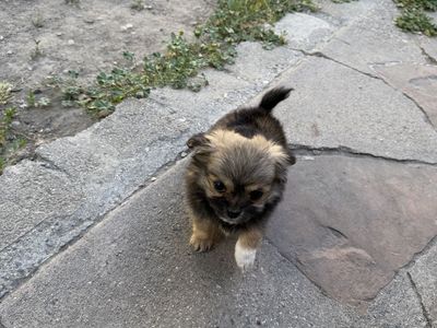 Adorable 8 week old Long Hair Chihuahua Puppy!