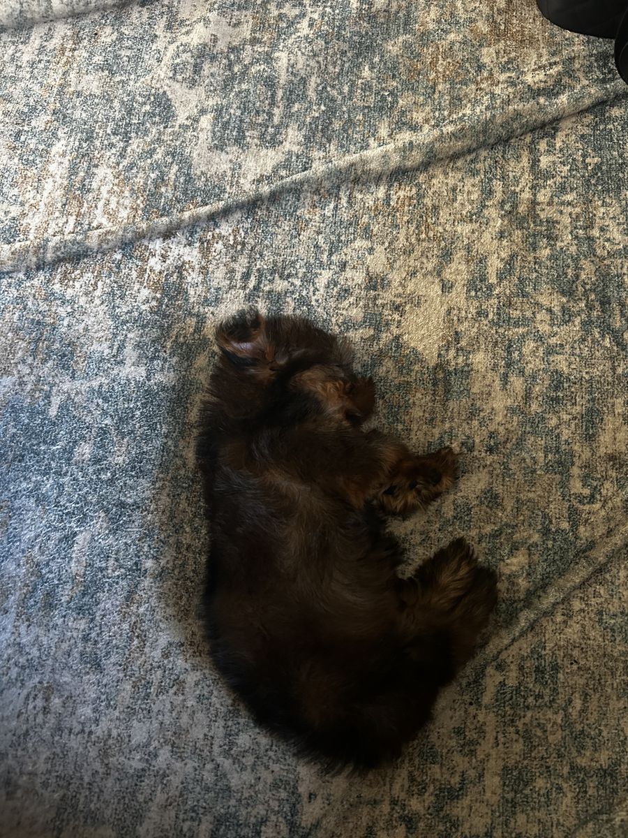 Shorkie puppy male