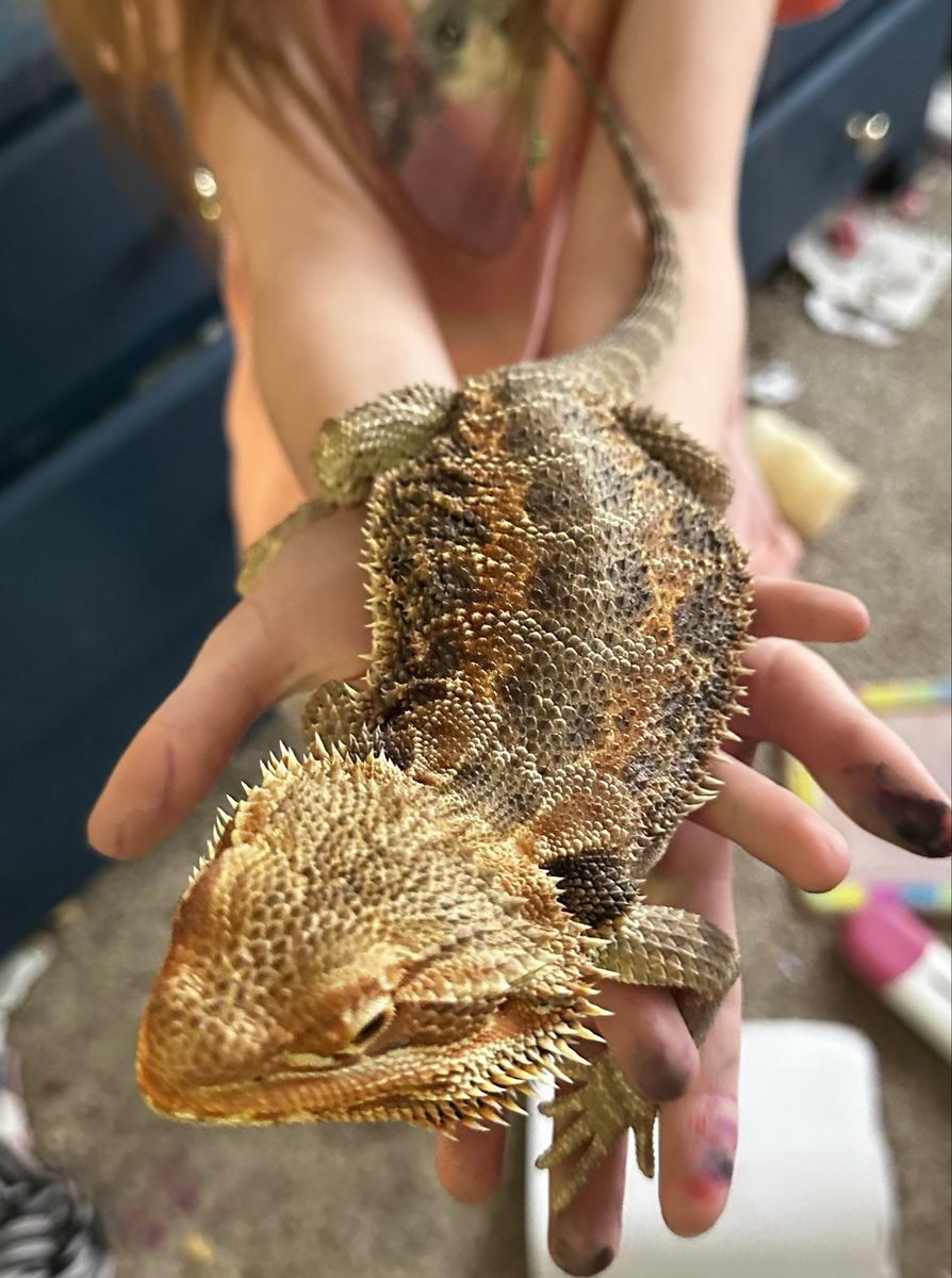 Pet Bearded Dragon with Enclosure and Accessories