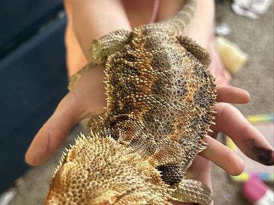 Pet Bearded Dragon with Enclosure and Accessories