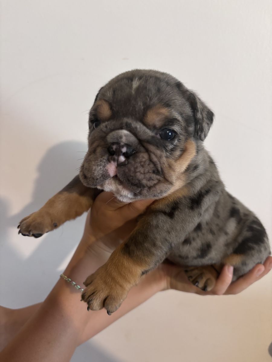 English bulldog pups, 3 males available