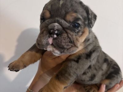 English bulldog pups, 3 males available