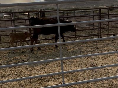 Cattle Livestock - Corrientes Pair