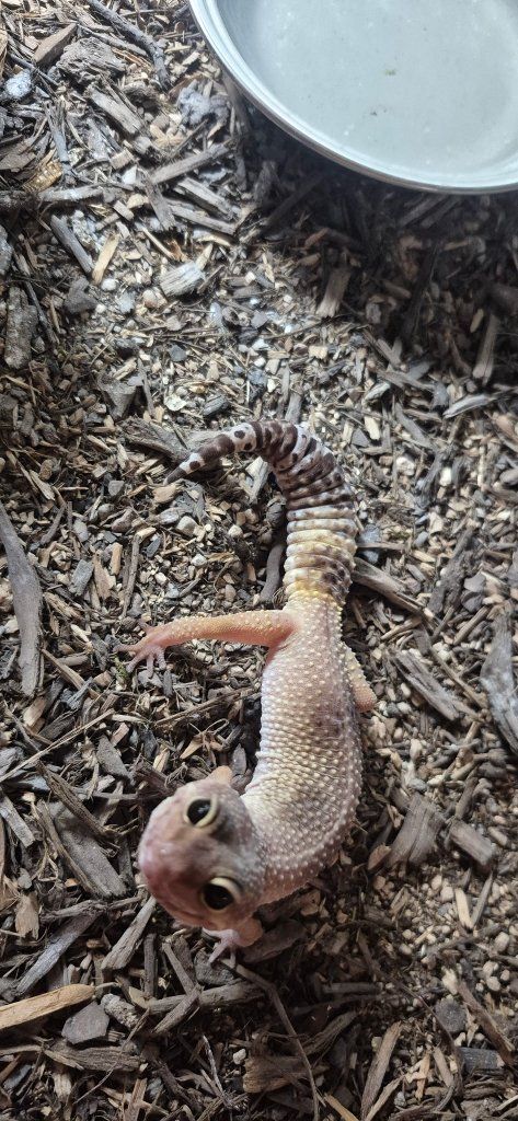 Leopard Gecko
