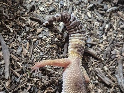 Leopard Gecko