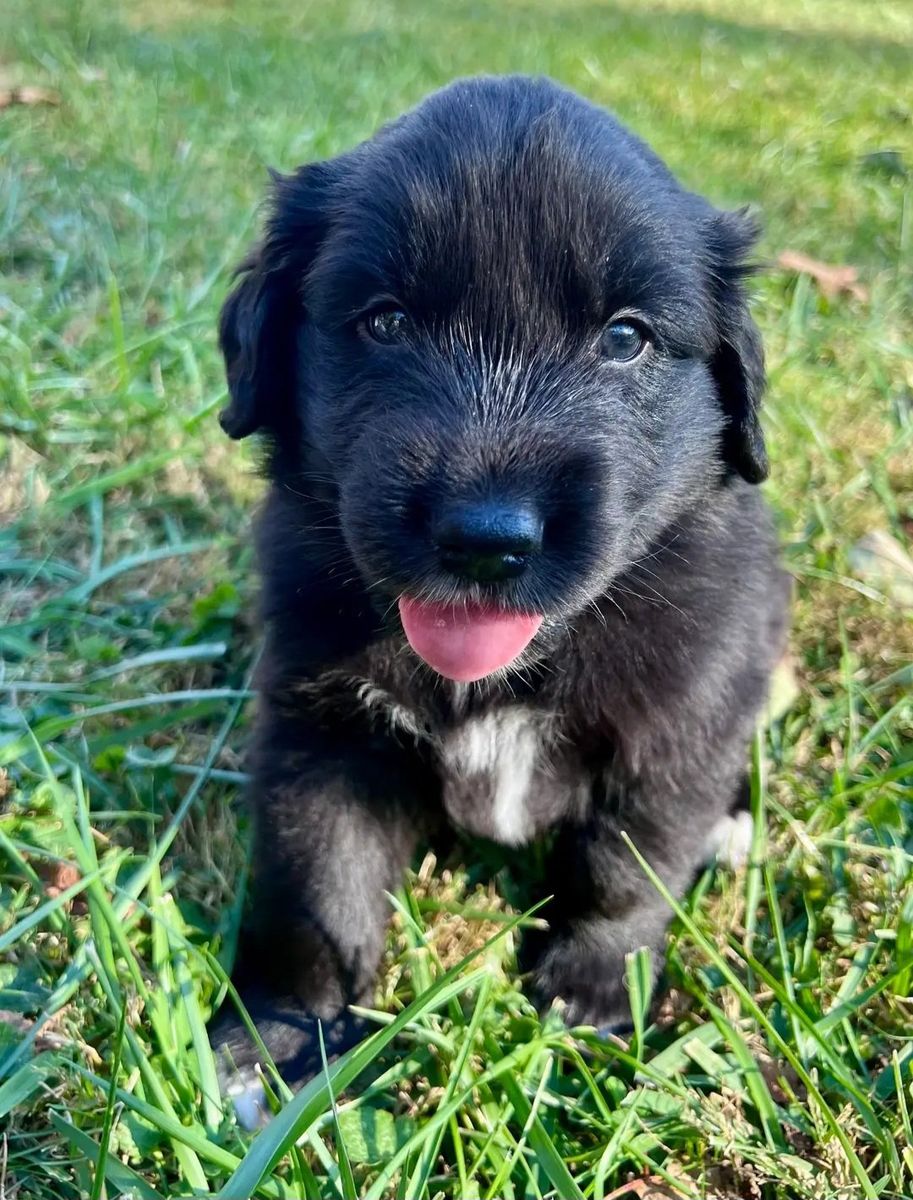 *LAST 2* Mini Aussie/ AKC Golden Retriever Puppies